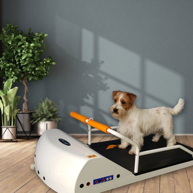 are there treadmills for dogs